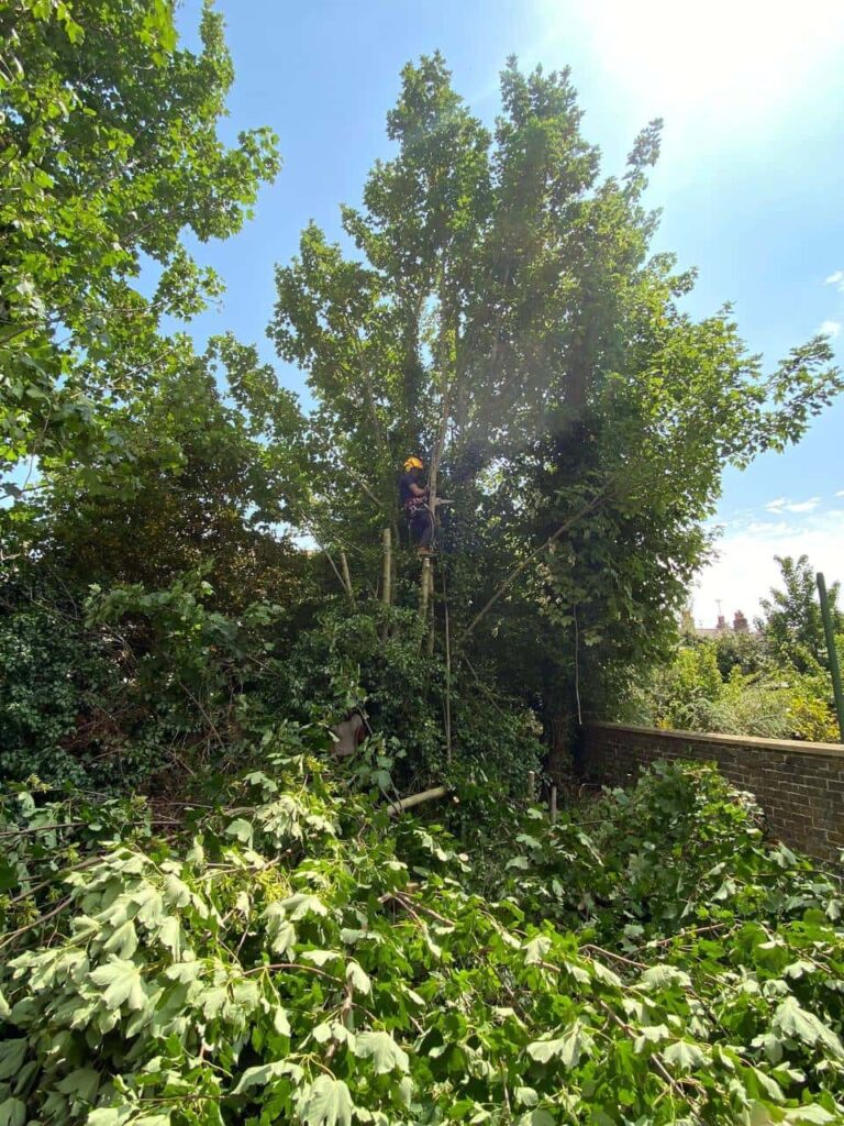 This is a photo of an overgrown garden, where the trees are being felled. There is a tree surgeon standing on the tree cutting the branches off, and there are lots of branches below him that have already been felled. Photo taken by Lakenheath Tree Surgeons.