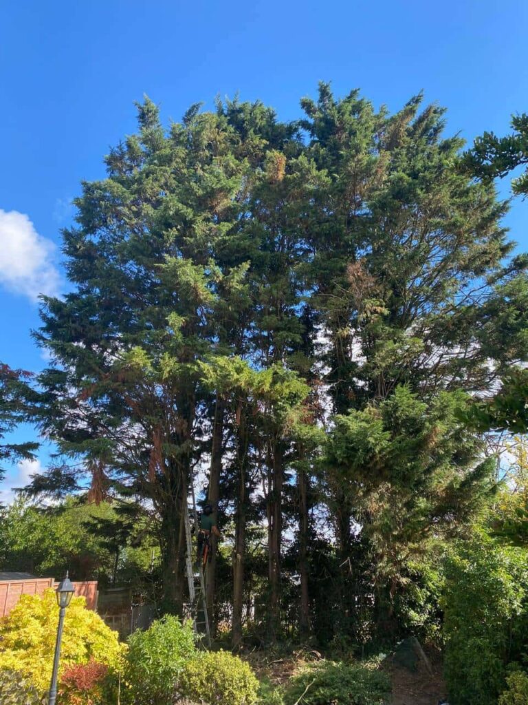 This is a photo of a garden with eight massive trees at the end of the garden. The tree surgeon is just starting work, and is carrying out a mixture of tree pruning, and crown reduction. Photo taken by Lakenheath Tree Surgeons.