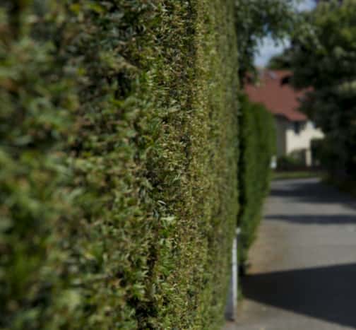 This is a photo of hedge cutting running along the front of a house and the road is also visible. Photo taken by Lakenheath Tree Surgeons.