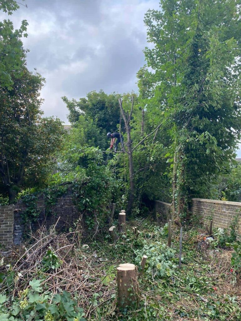 This is a photo of an overgrown garden, where the trees are being felled. Four large trees have already been felled, and there is a tree surgeon standing on the final one, about to cut it down. Photo taken by Lakenheath Tree Surgeons.