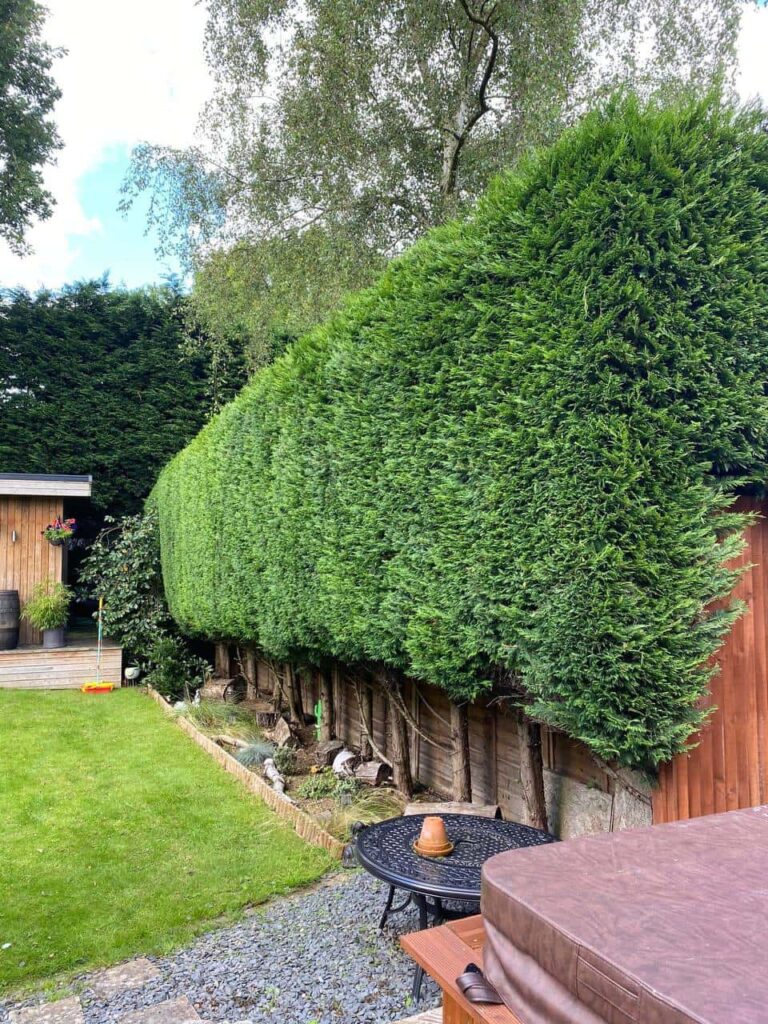 This is a photo of a hedge that has just been trimmed in a garden. The hedge is about 10 Metres long and runs along the right hand side along the garden iteslf. Photo taken by Lakenheath Tree Surgeons.