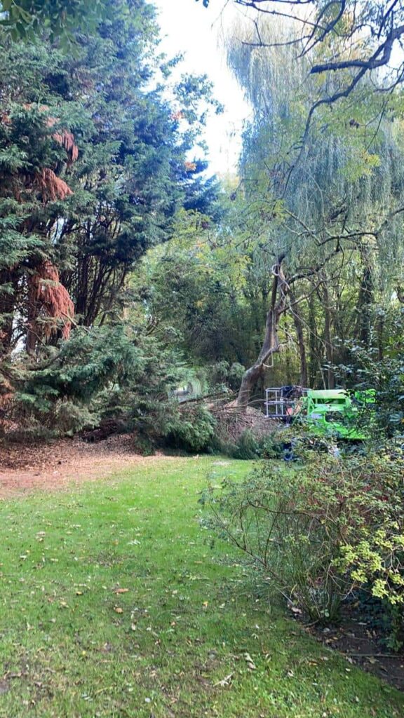 This is a photo of an overgrown garden, with many large trees at the end of it which are being felled. There is a cherry picker in the photo which is being used to gain access. Photo taken by Lakenheath Tree Surgeons.